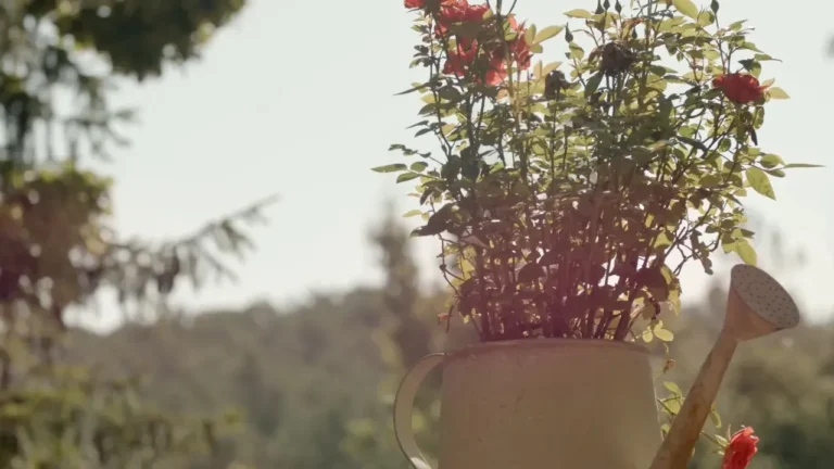 LES ACACIES · LES 4 ESTACIONS