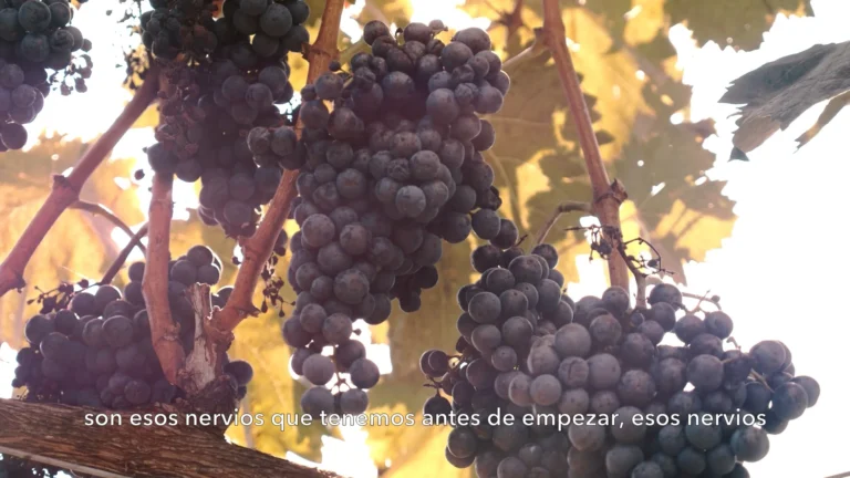 LES ACÀCIES · LA VEREMA