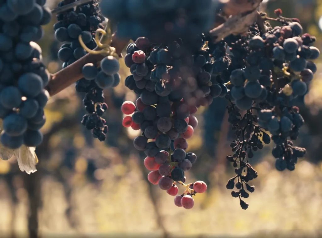 racimos de uva durante la vendimia en Les Acàcies para minidocumental de branded content